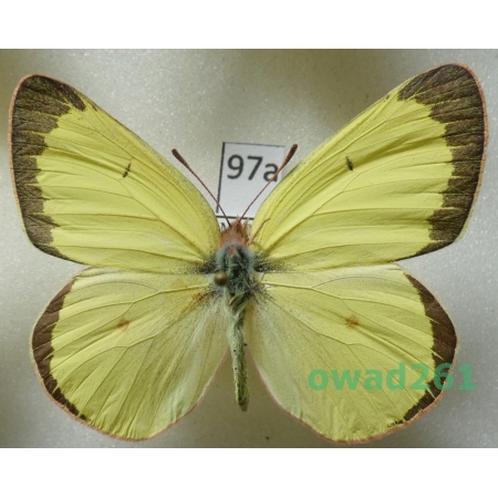 Colias interior Scudder, 1862 male USA97a